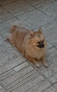 سگ پامر