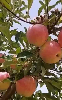 کود ارگانیک افزایش تناژ تضمینی
