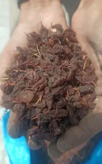 کشمش یا مویز افتابی انگور عسکری