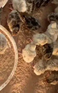 فروش جوجه بوقلمون