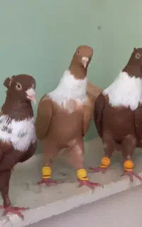 کفتر کبوتر کلاغ خطی ..نواری ..طوق سفید