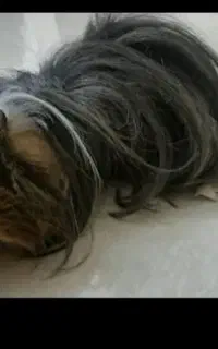 دوتاخوکچه معاوضه با طوطی هرنوعی