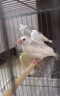 فنچ نرگسی، زبرا،عروس هلندی