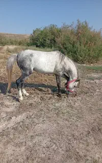 اسب گوی دمیر نر