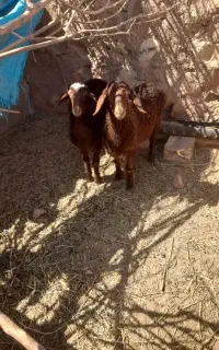 ۲تا بره ماده