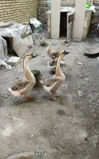 قو غاز مولد 2 ساله