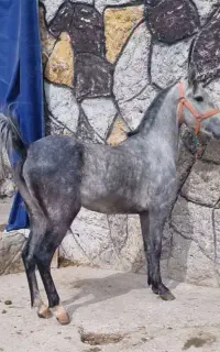 کره ماده درجه یک