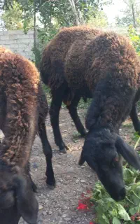 گوسفند نر و ماده