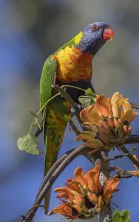 طوطی گمشده