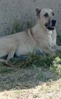 ماده سرابی بزرگ ترین ماده