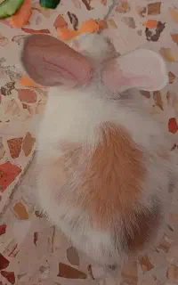 خرگوش