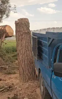 هرس و برش انواع درخت با اره موتوری
