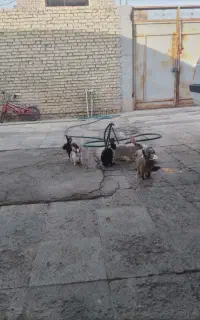 اهواز کوت عبدالله