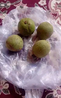 گردو