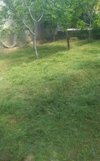 علف زنی سمپاشی خریدچوب اجاره سردرختی قطره ای کردن