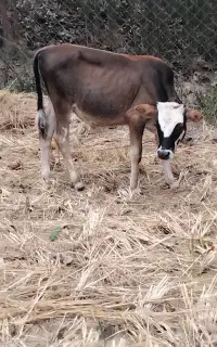 ورزا کوله چالوسی ماستی