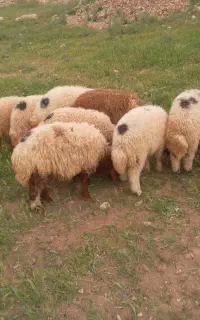 بره نر