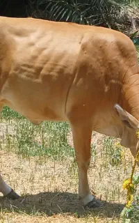 گستر ۳ آبستنه