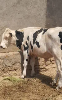فروش گوساله