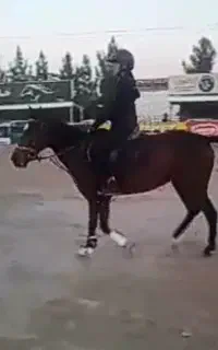اسب مادیان ترکمن5سال سن داره، سوارکاری پیست پرش،