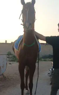 اسب نریان دوسر وارداتی کورسی