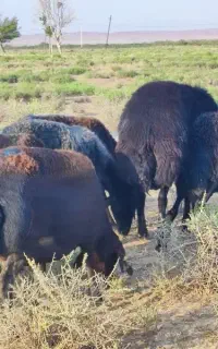 میش افشاری