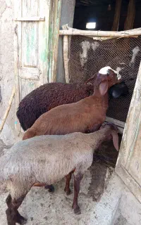3عدد بره چاق