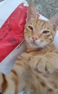گربه