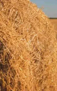 ایسوزو جهت بارگیری یونجه به اصفهان