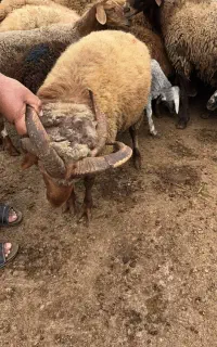 نر تخمی ۴ شاخ