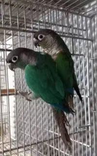 گرینچیک جفت تراکوییس