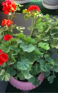 گل و گلدان اپارتمانی