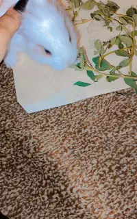 خرگوش