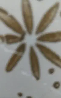 سیم کارت کد۲
