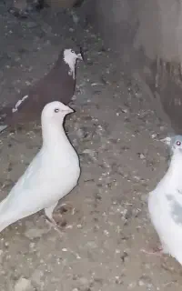 پرنده کب‌وتر