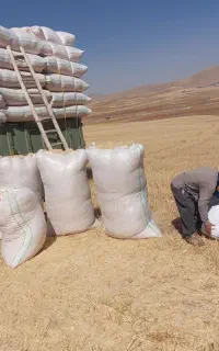 خریدار کاه ویونجه