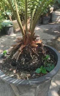 سیکاس