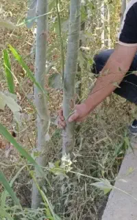 فروش نهال های سپیدار کبود دسته بیلی ارتفاع دار