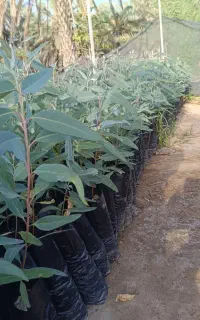 نهال اکالیپتوس (گلدان نایلکس)