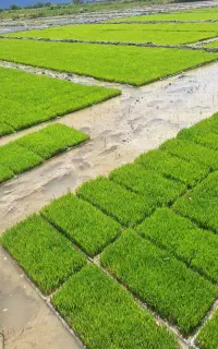 کار گِل کردن طول کردن زمین باتراکتور