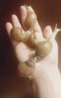 حلزون آلبینو