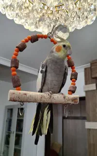 عروس هلندی نر