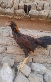 خروس لاری