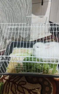 خرگوش