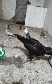 مرغ لاری پرمرغی