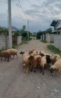 بره نر (بره گوشتی/بره داشتی)