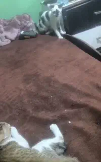 گربه گم شده مژدگانی
