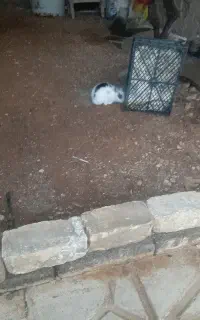 بچه خرگوش