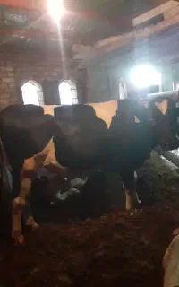 گاو نر