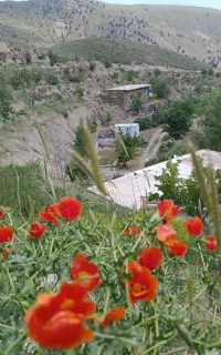 کارگر  آشنا به امورباغبانی